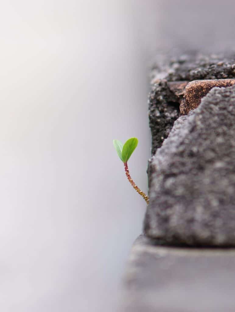 Persönliches Wachstum Beratung Psychologische Coaching Resilienz